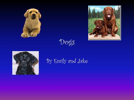 Dogs By Emily and Jake. Playing With Your Dog Play with your dog every day. Make sure you walk your dog outside every day. Make sure your dog has toys;