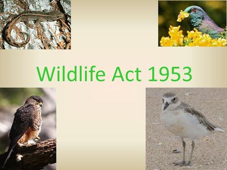 Wildlife Act 1953. Purpose  The Wildlife Act deals with the protection and control of wild animals and birds and the management of game. Permits are.