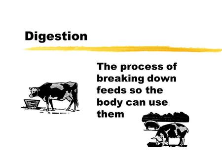 The process of breaking down feeds so the body can use them