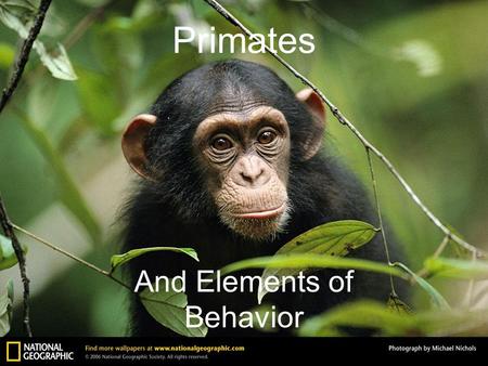 Primates And Elements of Behavior. Primates Binocular vision, well-developed cerebrum, fingers and toes, and arms that can rotate around their shoulder.