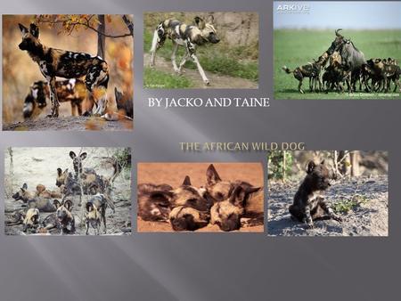 The AFRICAN wild dog BY JACKO AND TAINE ddw.