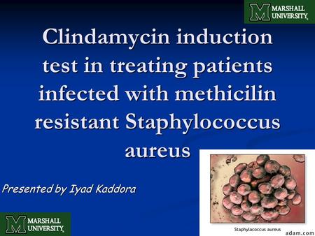 Clindamycin induction test in treating patients infected with methicilin resistant Staphylococcus aureus Presented by Iyad Kaddora.