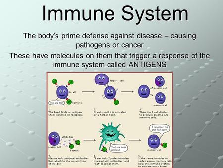 Immune System The body’s prime defense against disease – causing pathogens or cancer These have molecules on them that trigger a response of the immune.