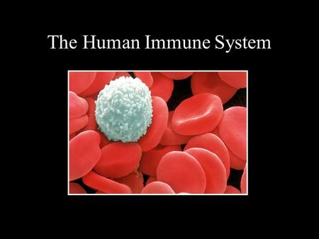 The Human Immune System