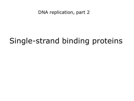 Single-strand binding proteins DNA replication, part 2.
