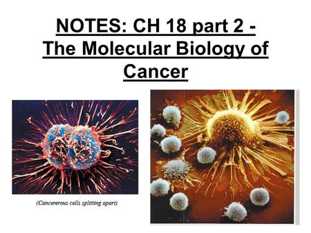 NOTES: CH 18 part 2 - The Molecular Biology of Cancer