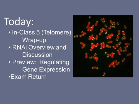 Today: In-Class 5 (Telomere) Wrap-up RNAi Overview and Discussion Preview: Regulating Gene Expression Exam Return.