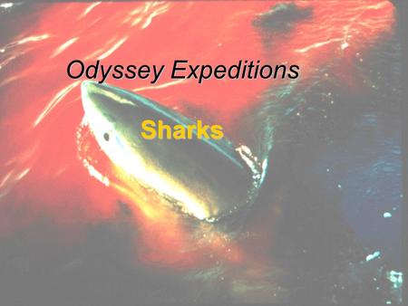 1 Odyssey Expeditions Sharks. 2 Sharks Class Chrondrichthyes -cartilaginous skeleton All are carnivorous Poikilotherms Rough, thick skin, Placoid scales.
