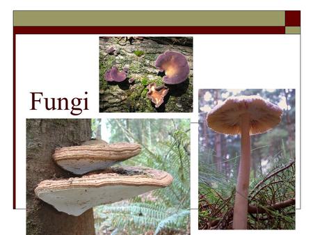 Fungi.