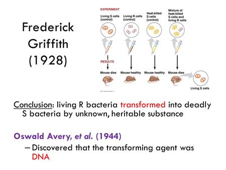 Frederick Griffith (1928) Conclusion: living R bacteria transformed into deadly S bacteria by unknown, heritable substance Oswald Avery, et al. (1944)