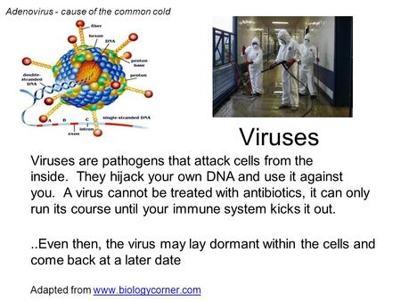Adenovirus - cause of the common cold