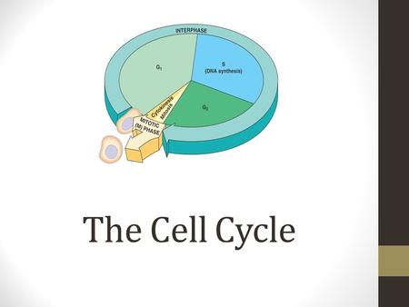 The Cell Cycle.