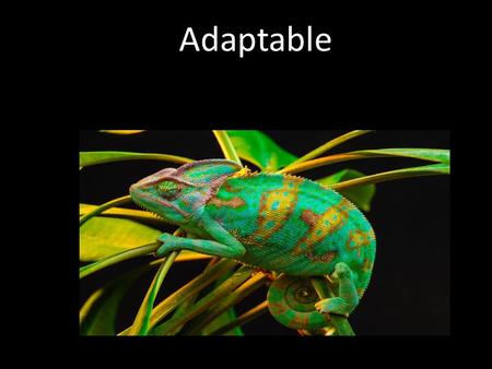 Adaptable. These are the skills we will be trying to develop this week Be able to suggest and explore new roles, ideas, and strategies. Be able to be.