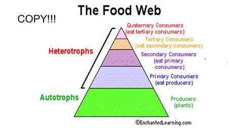 COPY!!!. Define! Producer: Consumer: Autotroph: Heterotroph: Food Chain: Food Web: Trophic Level: Predator Prey.