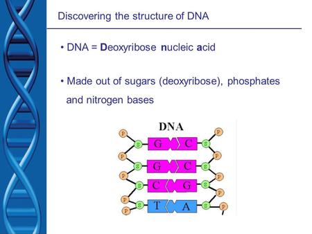 Discovering the structure of DNA DNA = Deoxyribose nucleic acid Made out of sugars (deoxyribose), phosphates and nitrogen bases.