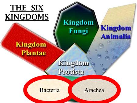 THE SIX KINGDOMS Bacteria Arachea