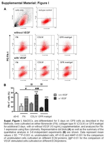 Supplemental Material: Figure I cells onlyisotype control w/o VEGF w/ VEGF with VEGF without VEGF FN COLIV GFR matrigel PE-Flk-1 A B Suppl. Figure I. MaGSCs,
