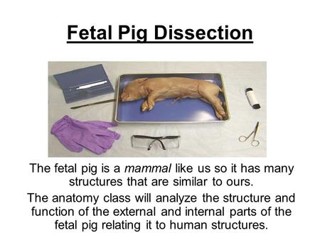 Fetal Pig Dissection The fetal pig is a mammal like us so it has many structures that are similar to ours. The anatomy class will analyze the structure.