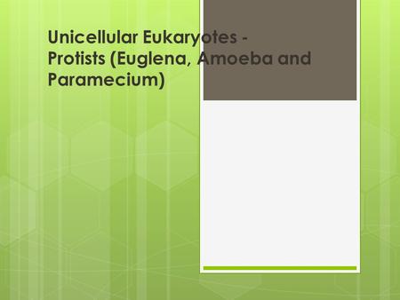 Unicellular Eukaryotes - Protists (Euglena, Amoeba and Paramecium)