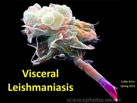 Visceral Leishmaniasis Collin Price Spring 2011. Visceral Leishmaniasis – also known as Kala Azar – is a systemic disease that primarily affects the liver,