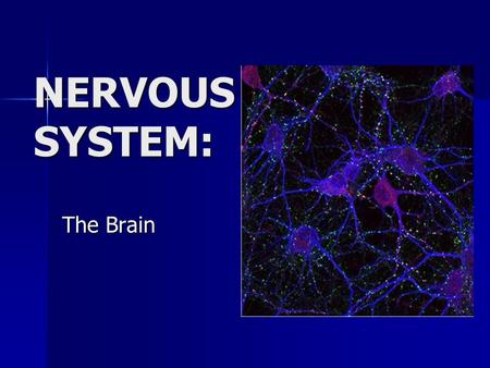 NERVOUS SYSTEM: The Brain. 100 billion neurons 100 billion neurons Weighs 3 pounds Weighs 3 pounds Gray and white matter Gray and white matter Cerebrum.