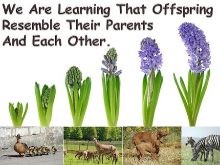 We Are Learning That Offspring Resemble Their Parents