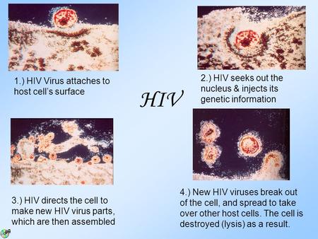 HIV 2.) HIV seeks out the nucleus & injects its genetic information