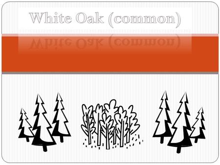 White Oak (common).