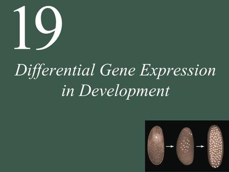 Differential Gene Expression in Development