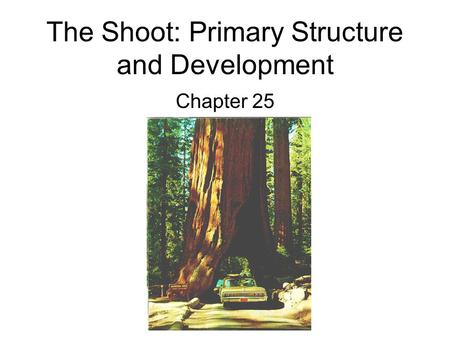 The Shoot: Primary Structure and Development Chapter 25.