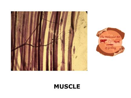 MUSCLE. Slow Twitch Muscles that are used for extended periods of activity, such as standing or walking, they need a consistent energy source. The protein.