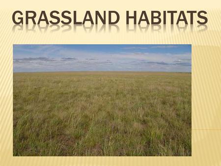Grassland Habitats.