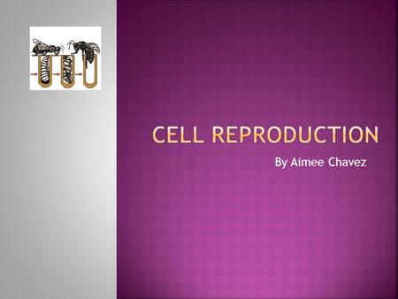 By Aimee Chavez.  Regular body cells continuously make copies of themselves for growth and repair.  This process is called the Cell Cycle.