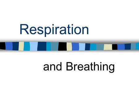 Respiration and Breathing. Anatomy Know the pathway for inhaled and exhaled air in the respiratory system Know terms such as nasal cavity, oral cavity,