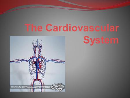 The Cardiovascular System. It is also known as the circulatory system This system consists of: The heart & lungs Blood vessels The lymphatic system.