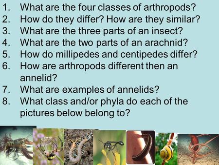 What are the four classes of arthropods?