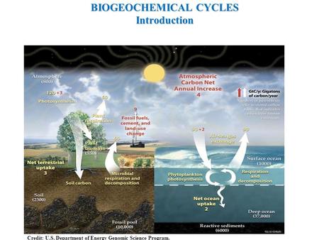 BIOGEOCHEMICAL CYCLES Introduction Credit: U.S. Department of Energy Genomic Science Program.