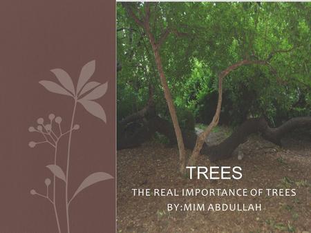 THE REAL IMPORTANCE OF TREES BY:MIM ABDULLAH