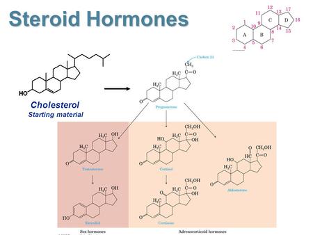 Steroid Hormones Cholesterol Starting material.