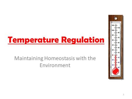 Temperature Regulation Maintaining Homeostasis with the Environment 1.