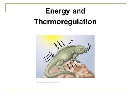 Energy and Thermoregulation. Maintaining internal environments: Challenge for all living environments.