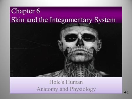 Chapter 6 Skin and the Integumentary System