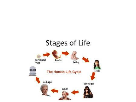 Stages of Life.