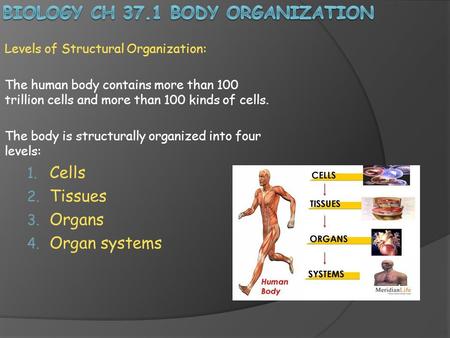 Biology Ch 37.1 Body organization