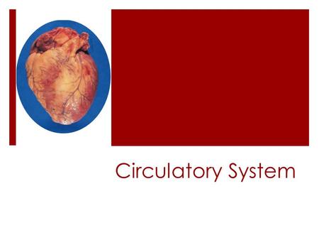 Circulatory System  The circulatory system is composed of a group of organs which transport food and oxygen to and remove waste from every cell in the.