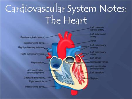 Cardiovascular System Notes:
