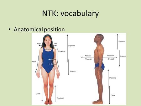 NTK: vocabulary Anatomical position. metabolism prompt Many people think that if someone had a high metabolism then they would be fit, athletic, healthy…