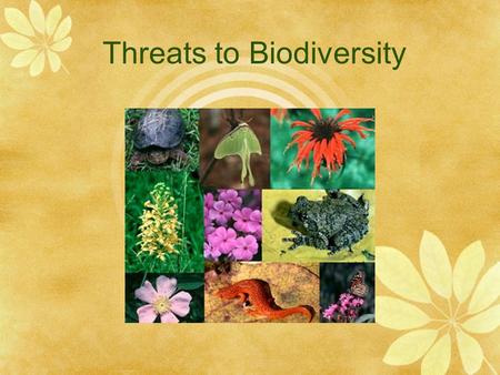 Threats to Biodiversity. Habitat Loss  Happens when either natural disasters or human activities change the ecosystem so much that many species can no.