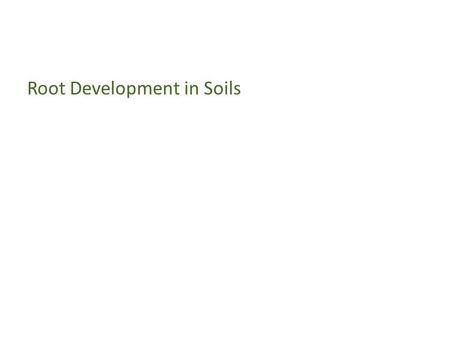 Root Development in Soils