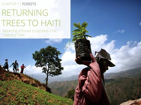 RETURNING TREES TO HAITI